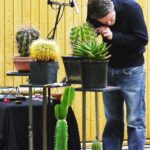 Stichtag, Amplified Cactus